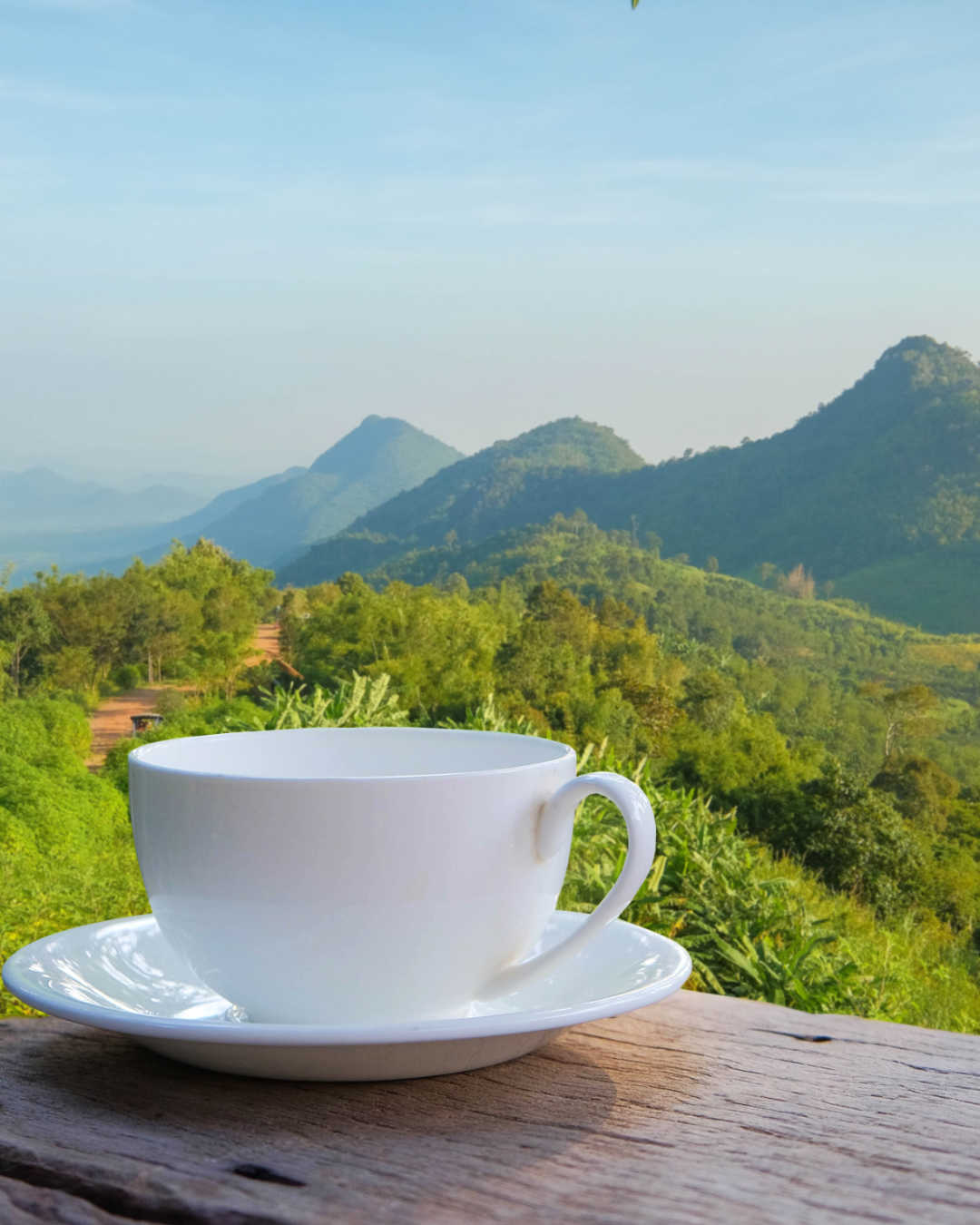 coffee farm and cup