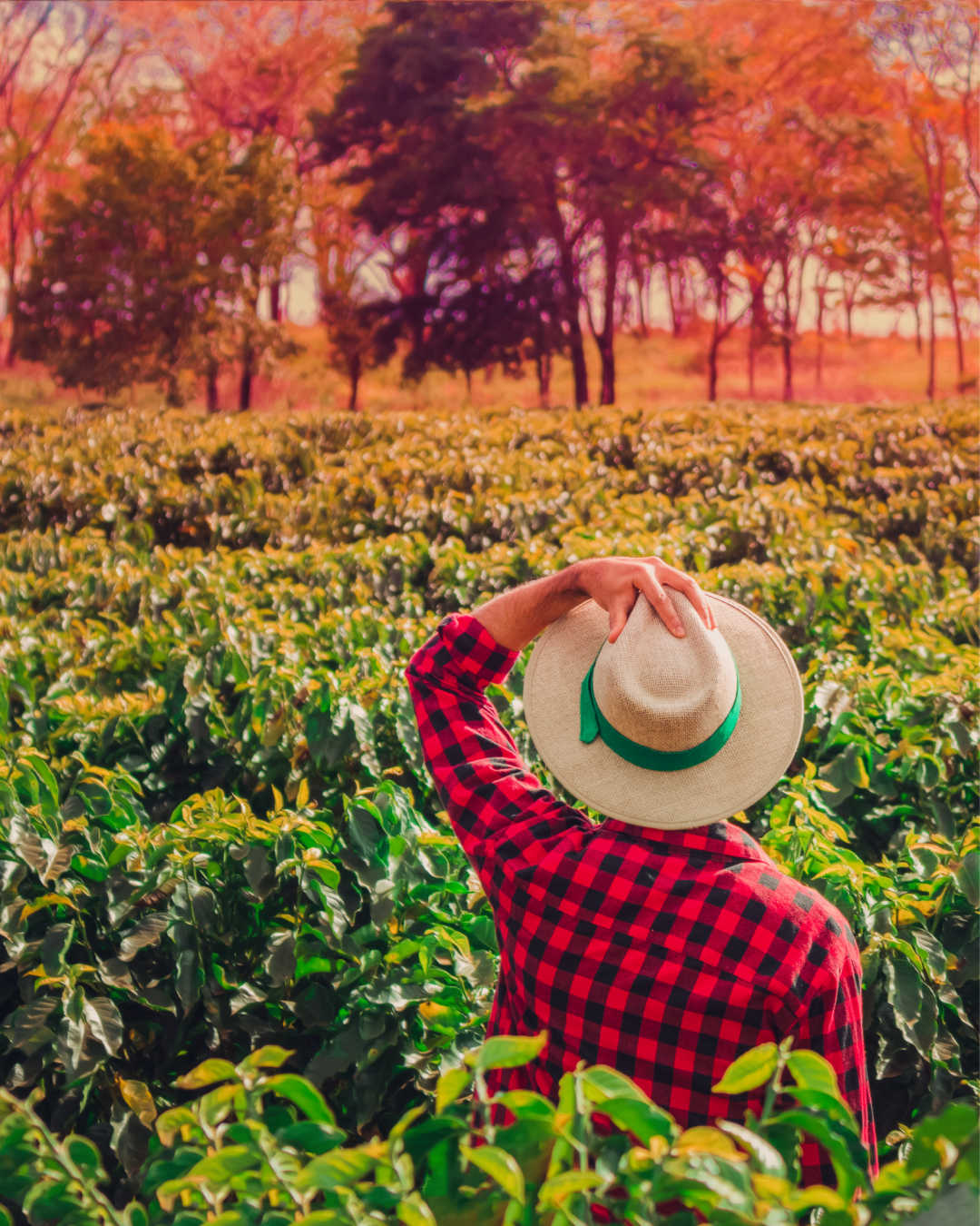 coffee farm