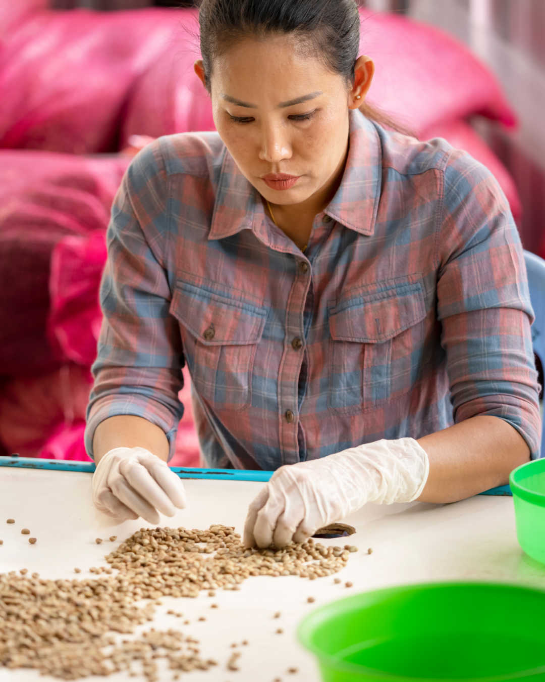 coffee bean sorting