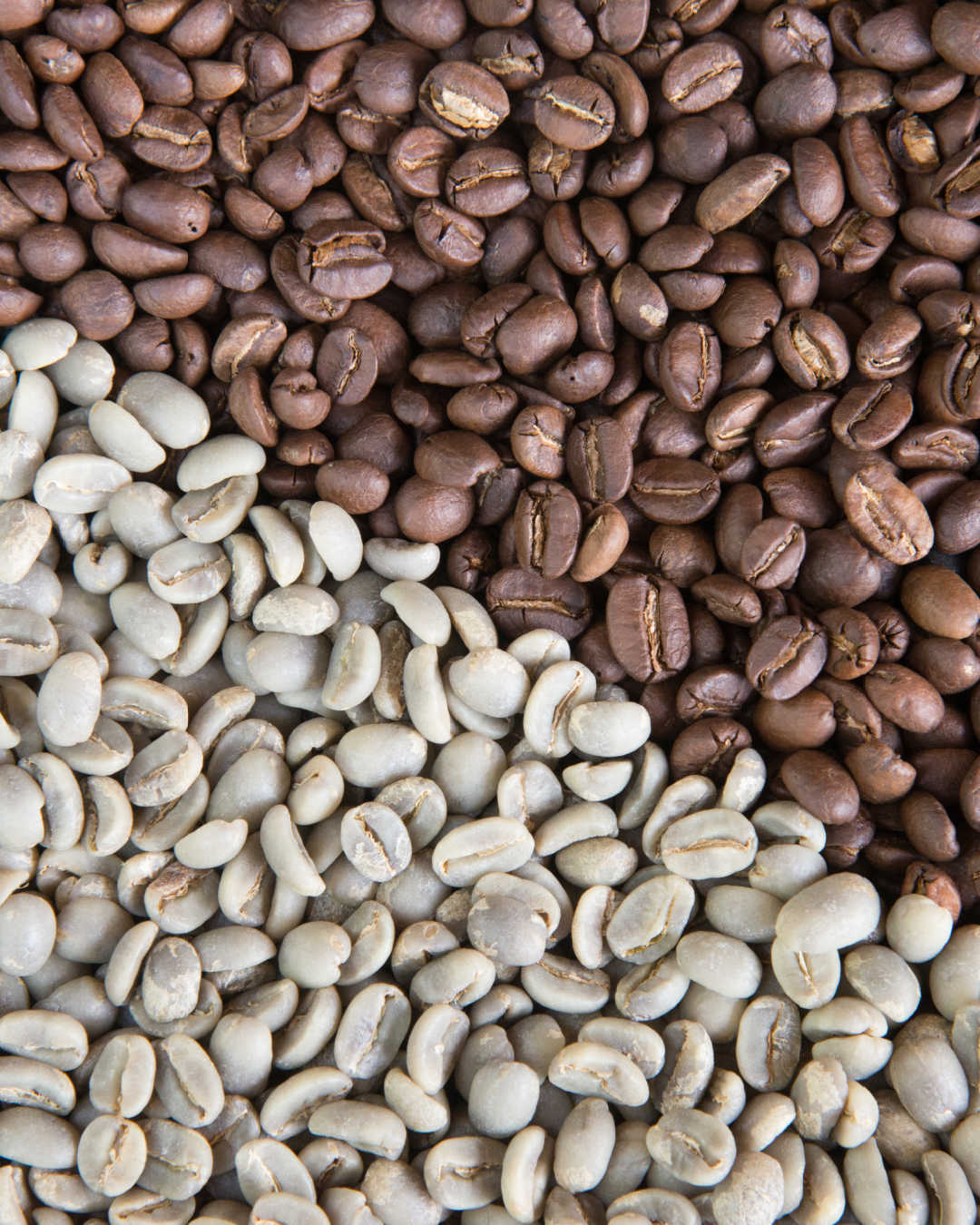 coffee beans raw and roasted