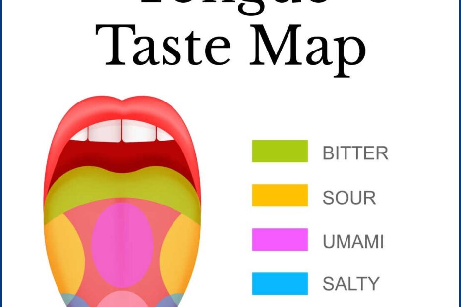 tongue taste map